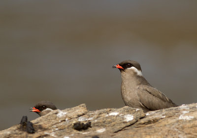 Rock Pratincole (IMG_8474)