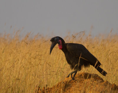 Abyssinian Ground-hornbill (IMG_8517)