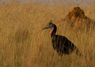 Abyssinian Ground-hornbill (IMG_8532)