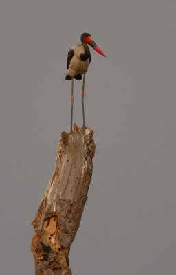 Saddle-billed Stork (IMG_8566)