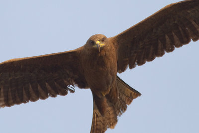 Black Kite (IMG_8632)