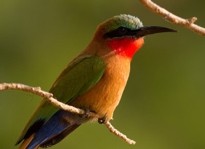 Red-throated Bee-eater (IMG_8639)