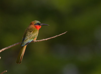 Red-throated Bee-eater (IMG_8647)