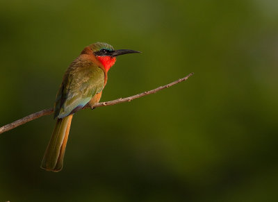 Red-throated Bee-eater (IMG_8658)