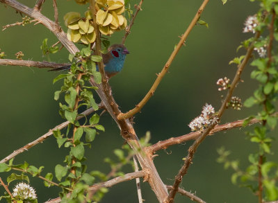 Red-cheeked Cordon-blue (IMG_8701)