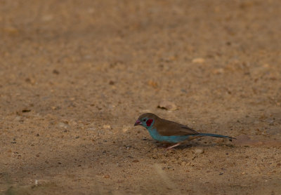 Red-cheeked Cordon-blue (IMG_8706)