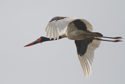 Saddle-billed Stork (IMG_8717)