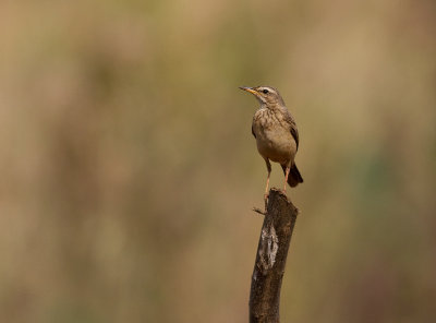 Grassland Pipit (IMG_9413)