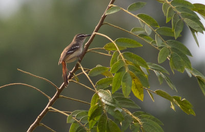 ??? Brown-backed Scrub-Robin (IMG_9417)