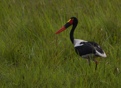 Saddle-billed Stork (IMG_9608)