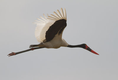Saddle-billed Stork (IMG_9619)