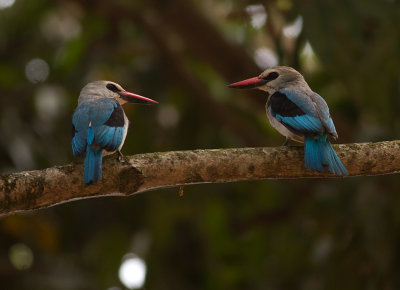 Woodland Kingfisher (IMG_9637)