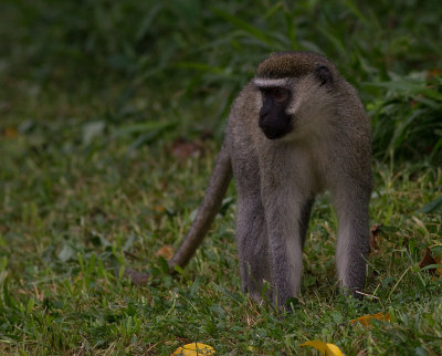 Vervet Monkey (IMG_1689)