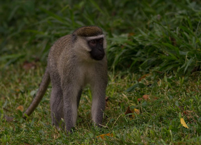 Vervet Monkey (IMG_1690)