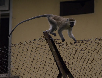 Vervet Monkey (IMG_1752)