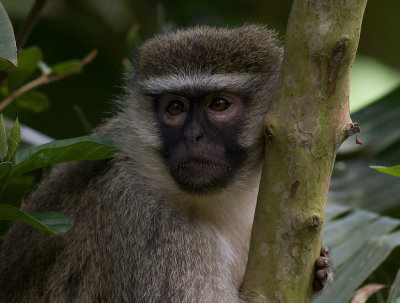 Vervet Monkey (IMG_2235)