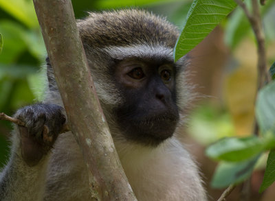 Vervet Monkey (IMG_2241)