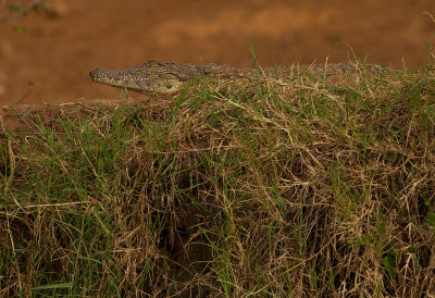 Nile crocodile (IMG_3977)