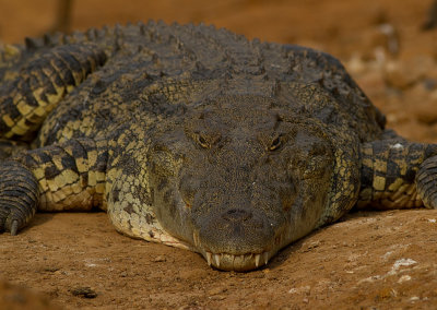 Nile crocodile (IMG_3988)