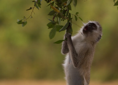 Vervet Monkey (IMG_4022)