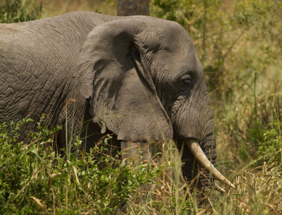 African Elephant (IMG_5889)