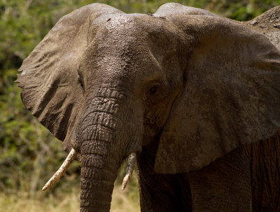 African Elephant (IMG_6198)