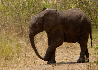 African Elephant (IMG_6202)
