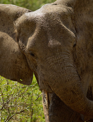 African Elephant (IMG_6207)