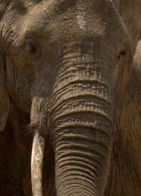 African Elephant (IMG_6210)