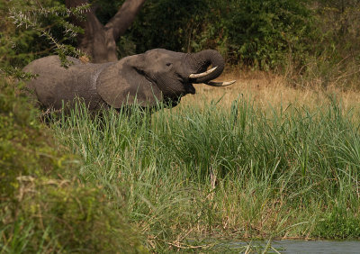 African Elephant (IMG_6315)