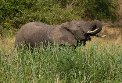 African Elephant (IMG_6317)