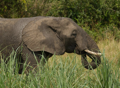 African Elephant (IMG_6318