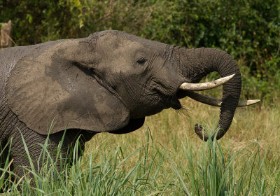 African Elephant (IMG_6319