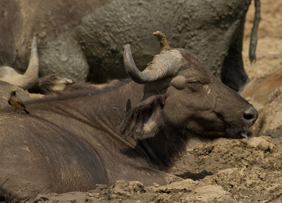 Buffalo (IMG_6403)