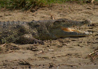 Nile crocodile (IMG_6550)