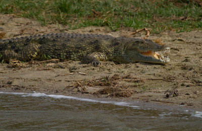 Nile crocodile (IMG_6558)