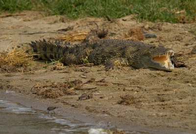Nile crocodile (IMG_6567)