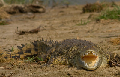 Nile crocodile (IMG_6571)