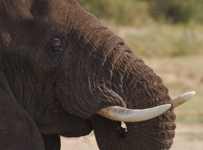 African Elephant (IMG_6643)