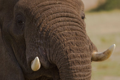 African Elephant (IMG_6648)