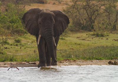 African Elephant (IMG_6665)