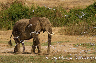 African Elephant (IMG_6680)