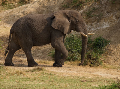 African Elephant (IMG_6692)