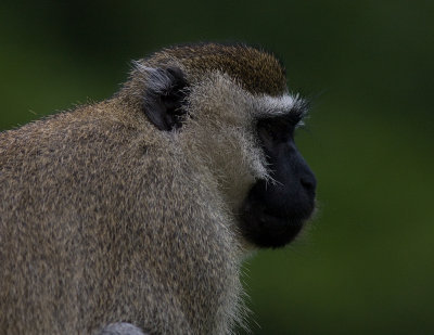 Vervet Monkey (IMG_7366)
