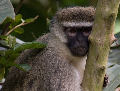 Vervet Monkey (IMG_7386