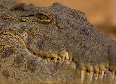 Nile crocodile (IMG_7671)