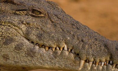 Nile crocodile (IMG_7677)