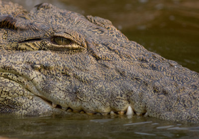 Nile crocodile (IMG_7679)