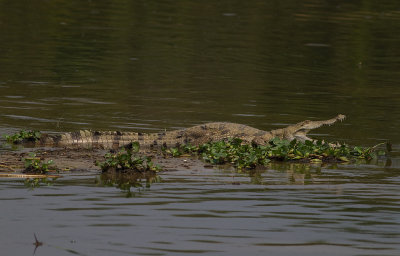 Nile crocodile (IMG_8293)
