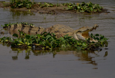 Nile crocodile (IMG_8299)